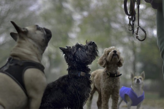 Garde animal de compagnie : solutions et aides gratuites